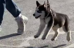 傻狗的日常娱乐吃瓜君,吃瓜君带你领略娱乐圈的欢乐瞬间