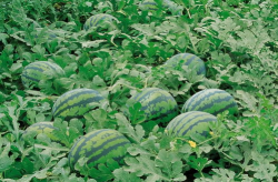 718吃瓜娱乐入口,带你领略热门话题新风向