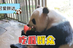 娱乐吃瓜遛鸟大师是谁啊,网络红人的传奇故事