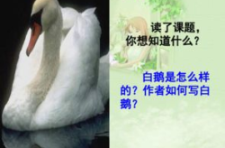 白鹅ppt课件