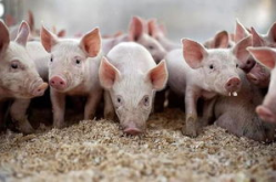 娱乐吃瓜猪衢州,吃瓜群众聚焦猪界风云