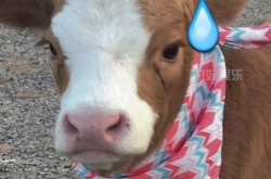 抖音娱乐吃瓜配音,娱乐配音带你领略网络搞笑魅力